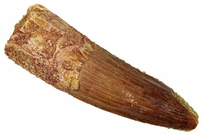 Fossil Spinosaurus Tooth - Real Dinosaur Tooth #329626